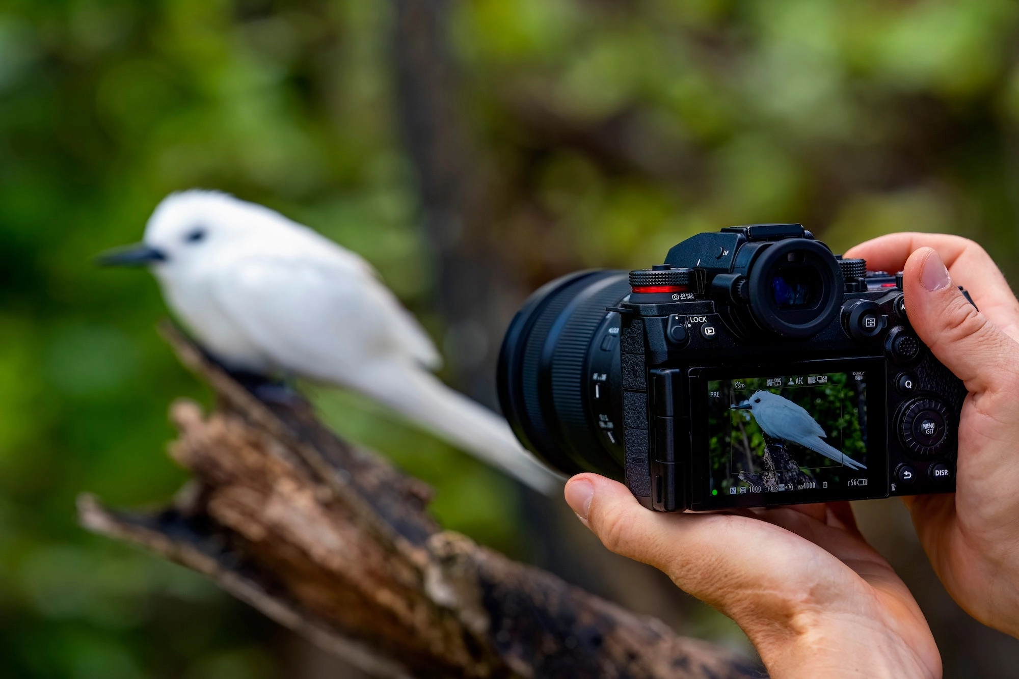 Panasonic Lumix S1RII Mirrorless Camera