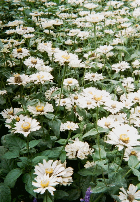 Reto Project 3D 35mm Film Camera